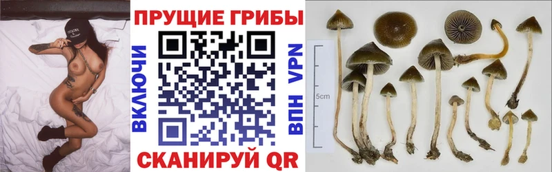 Галлюциногенные грибы мухоморы маркетплейс формула Завитинск как найти закладки